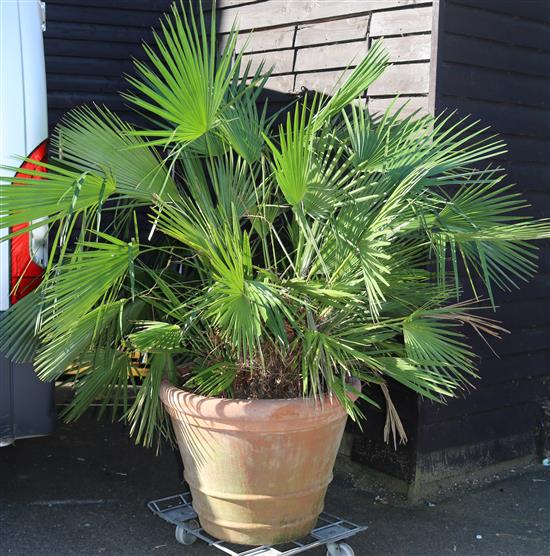 A large terracotta garden urn, housing a palm tree